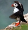 Puffin Flapping