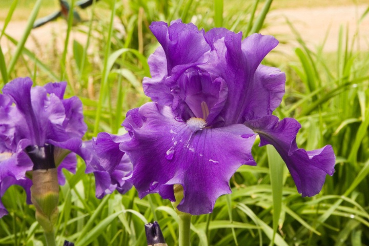 Purple Lilies