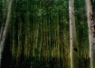 Aspen Grove in Mo...