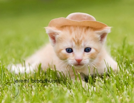 Cowboy Kitty