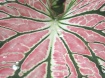 Caladium