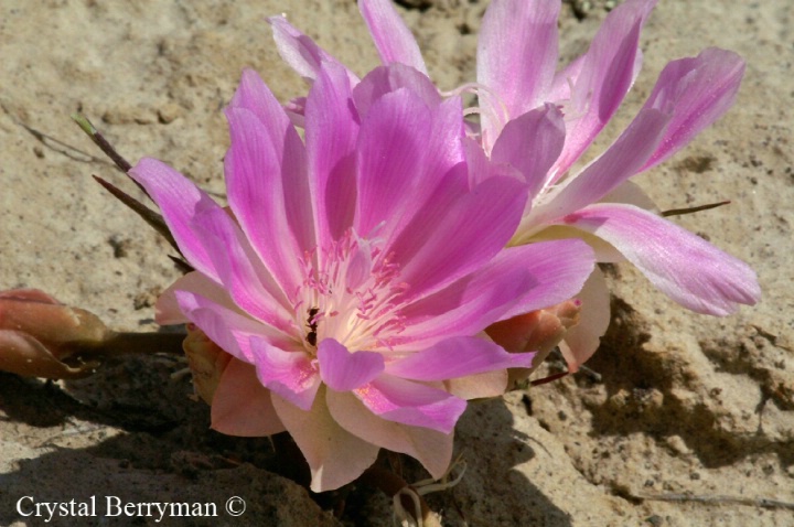 Desert Primrose - ID: 3913855 © Crystal E. Berryman