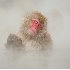 © Anne M. Young PhotoID # 3914121: Warmth in the Snow