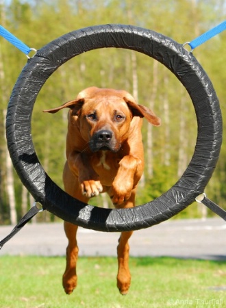 Agility action shot #2