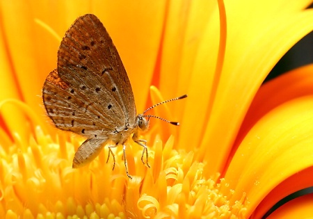 Pygmy Grass Blue