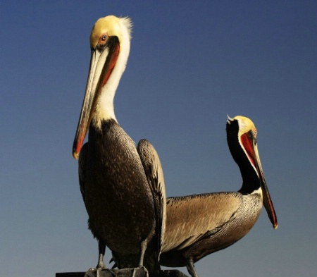 Two Pelicans