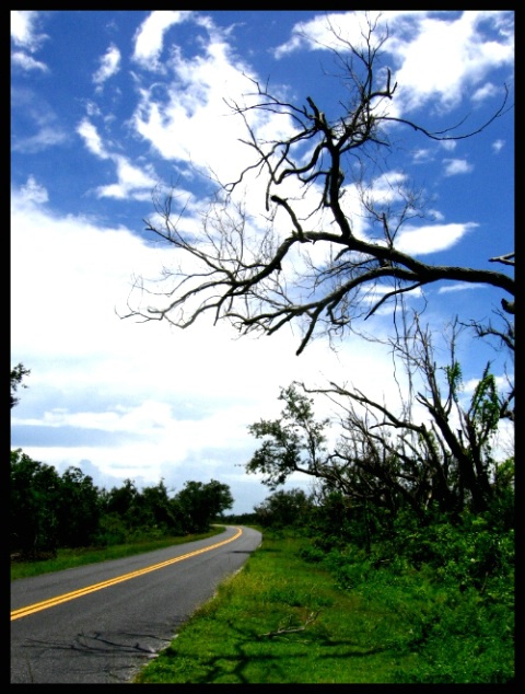 Tree & Road