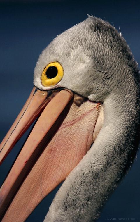 A Pelican's Smile