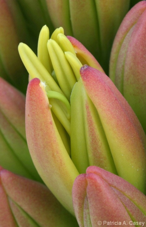 Agave Study - Bud Bloomin g II - ID: 3915952 © Patricia A. Casey