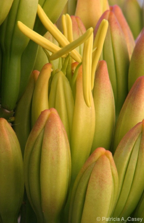 Agave Study - Bud Blooming III - ID: 3915953 © Patricia A. Casey