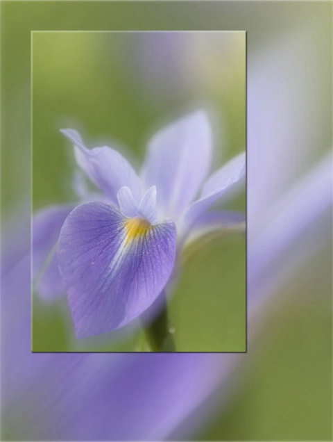Wild Iris and Its Wild Side