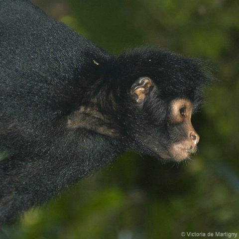 Curious George, Amazon Rainforest (Peru)