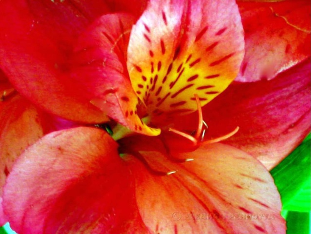 VIBRANT ALSTROEMERIA