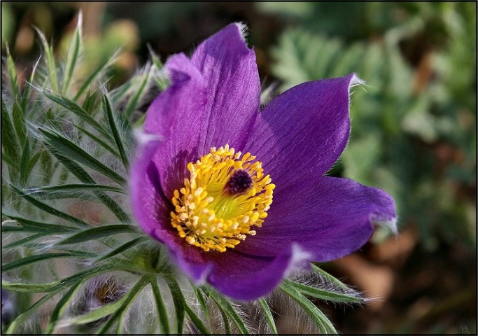 pulsatilla