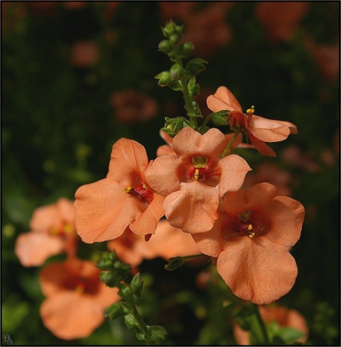 diascia