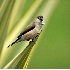 © VISHVAJIT JUIKAR PhotoID # 3920309: Indian Siverbill