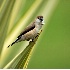 © VISHVAJIT JUIKAR PhotoID # 3920309: Indian Siverbill