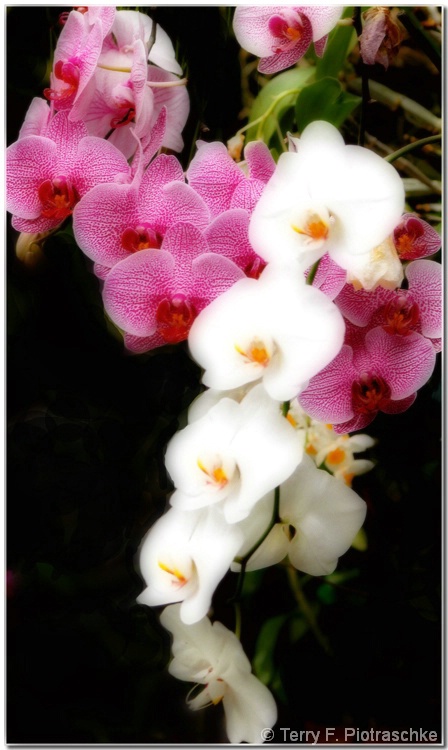 Orchids - ID: 3921087 © Terry Piotraschke