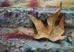 Abstract leaf