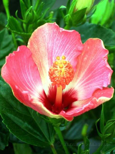 MAJESTIC HIBISCUS