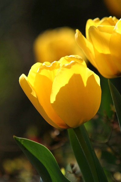 Golden Tulips 1 - ID: 3922020 © John Singleton