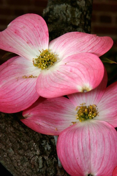 Pink Dogwood Blossoms - ID: 3922022 © John Singleton