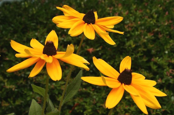 Black Eyed Susans 2 - ID: 3922032 © John Singleton