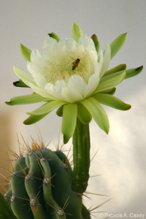 Cereus Uruguayanus Monstrousous Variety - II