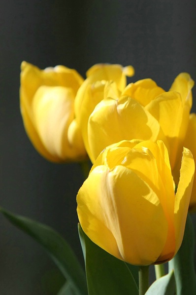 Golden Tulips 2 - ID: 3922077 © John Singleton