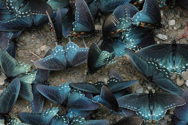 A Bunch of Butterflys