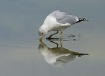 The Gullible Gull