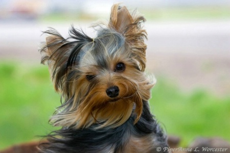 Yorkie