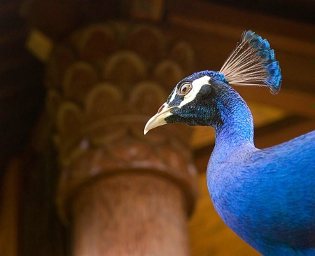 A Peacock's Palace