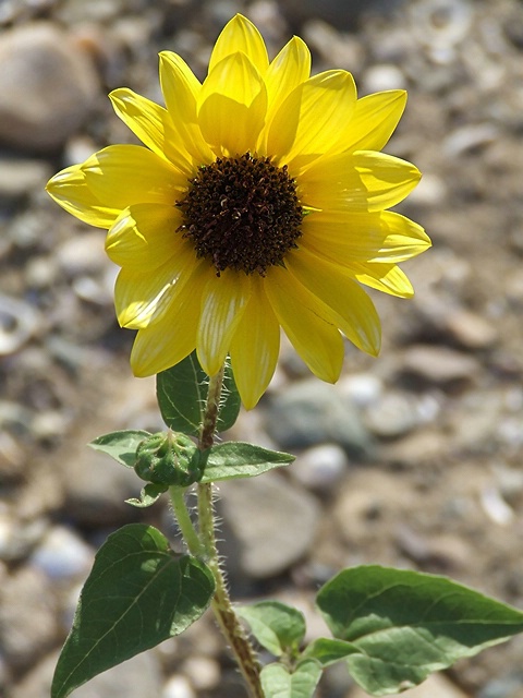 Golden Flower