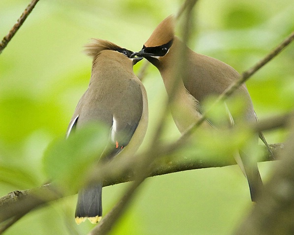 Love in the Willows - ID: 3924449 © John Tubbs