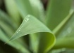 Agave