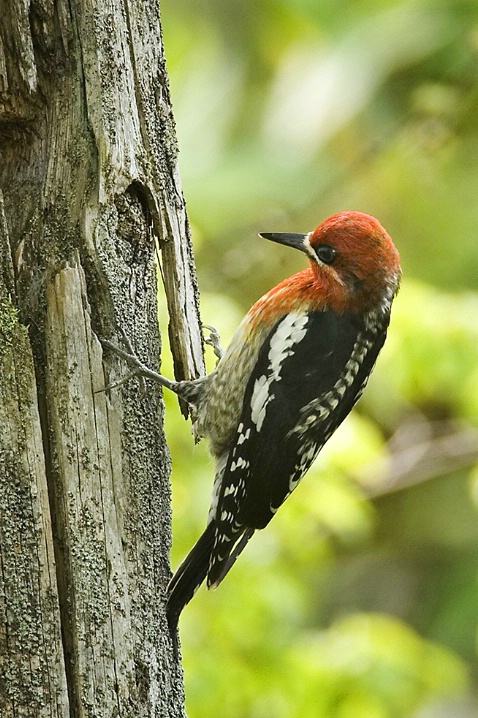 Red Breasted Sapsucker - ID: 3925670 © John Tubbs