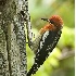 2Red Breasted Sapsucker - ID: 3925670 © John Tubbs