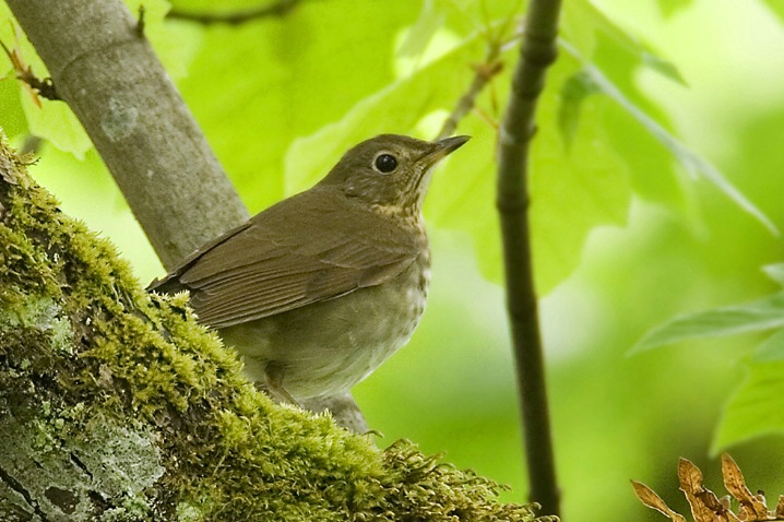 Swainson's Thrush - ID: 3925677 © John Tubbs