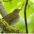 2Swainson's Thrush - ID: 3925677 © John Tubbs