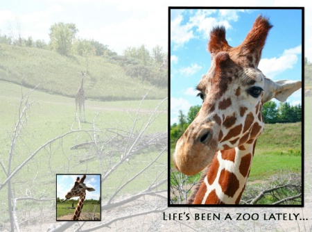 Giraffe Card