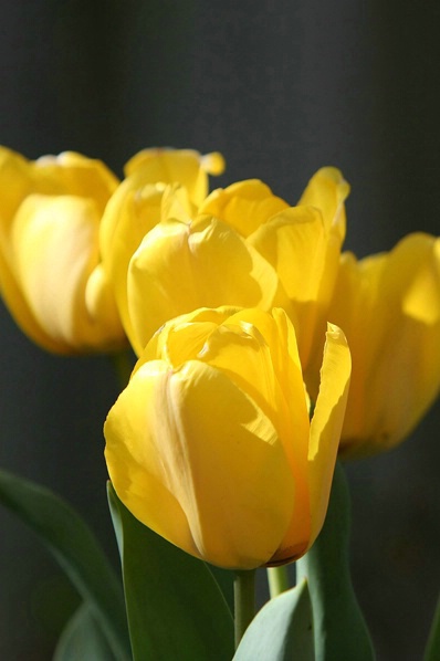 Golden Tulips 3 - ID: 3932176 © John Singleton