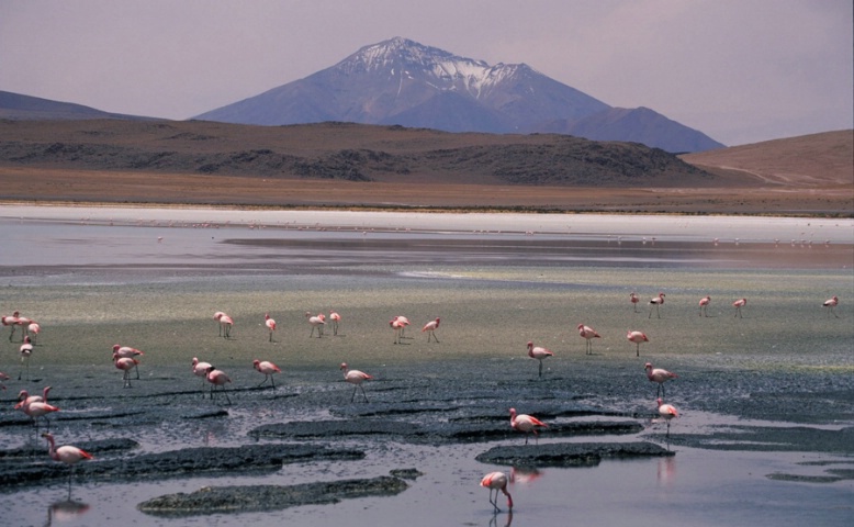 Altiplano landscapes