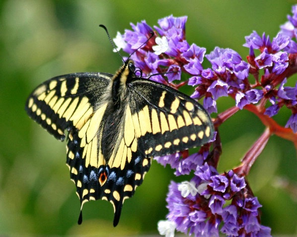 Swallowtail Butterfly - ID: 3933713 © Claudia/Theo Bodmer