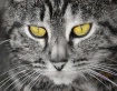 Little Miss Golde...