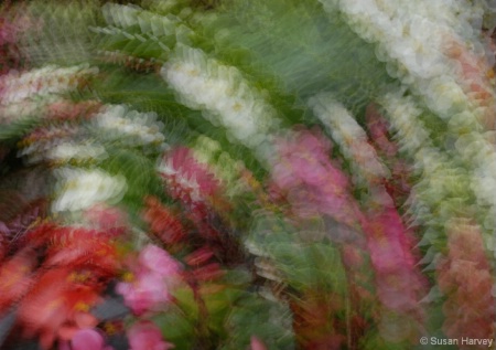 Begonias - multiple exposure with camera movement