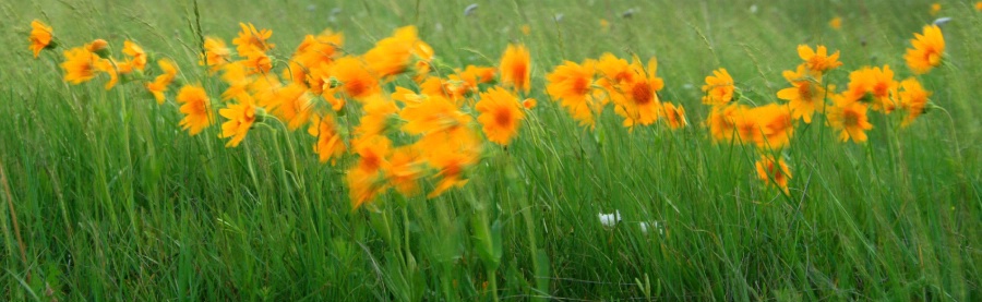 Dance of the Wildflowers