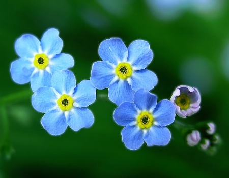 Forget Me Knots