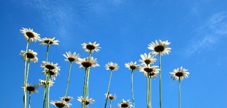 Wayside Daisies 3