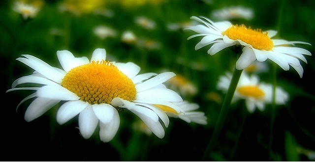 Lazy Daisies